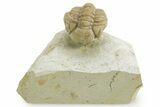 Enrolled Kainops Trilobite - Black Cat Mountain, Oklahoma #376952-3